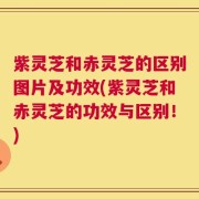 紫灵芝和赤灵芝的区别图片及功效(紫灵芝和赤灵芝的功效与区别！)