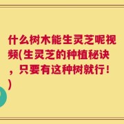 什么树木能生灵芝呢视频(生灵芝的种植秘诀，只要有这种树就行！)