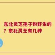 东北灵芝孢子粉野生的？东北灵芝有几种