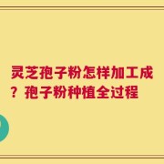 灵芝孢子粉怎样加工成？孢子粉种植全过程