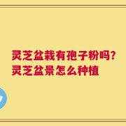 灵芝盆栽有孢子粉吗？灵芝盆景怎么种植