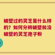 破壁过的灵芝是什么样的？如何分辨破壁和没破壁的灵芝孢子粉