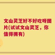 文山灵芝好不好吃呀图片(试试文山灵芝，你值得拥有)