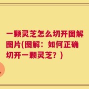 一颗灵芝怎么切开图解图片(图解：如何正确切开一颗灵芝？)