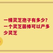 一棵灵芝孢子有多少？一个灵芝菌棒可以产多少灵芝