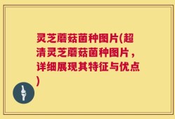 灵芝蘑菇菌种图片(超清灵芝蘑菇菌种图片，详细展现其特征与优点)
