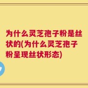 为什么灵芝孢子粉是丝状的(为什么灵芝孢子粉呈现丝状形态)