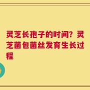 灵芝长孢子的时间？灵芝菌包菌丝发育生长过程