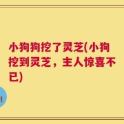 小狗狗挖了灵芝(小狗挖到灵芝，主人惊喜不已)