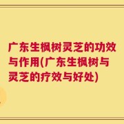 广东生枫树灵芝的功效与作用(广东生枫树与灵芝的疗效与好处)