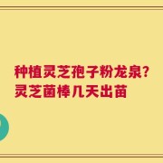 种植灵芝孢子粉龙泉？灵芝菌棒几天出苗