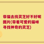 带猫去找灵芝好不好呢图片(带着可爱的猫咪寻找神奇的灵芝)