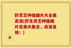 野灵芝种植图片大全集高清(野生灵芝种植图片完美大集合，高清呈现！)