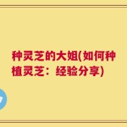 种灵芝的大姐(如何种植灵芝：经验分享)
