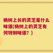 杨树上长的灵芝是什么味道(杨树上的灵芝有何特别味道？)