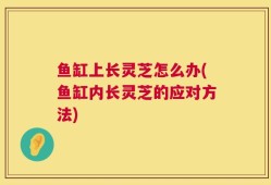 鱼缸上长灵芝怎么办(鱼缸内长灵芝的应对方法)