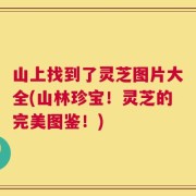 山上找到了灵芝图片大全(山林珍宝！灵芝的完美图鉴！)