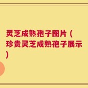 灵芝成熟孢子图片 (珍贵灵芝成熟孢子展示)