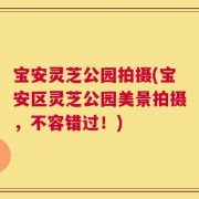 宝安灵芝公园拍摄(宝安区灵芝公园美景拍摄，不容错过！)