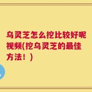 乌灵芝怎么挖比较好呢视频(挖乌灵芝的最佳方法！)