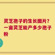 灵芝孢子的生长图片？一亩灵芝能产多少孢子粉