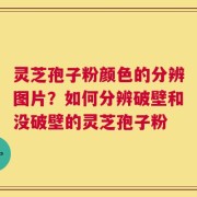 灵芝孢子粉颜色的分辨图片？如何分辨破壁和没破壁的灵芝孢子粉