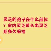灵芝的孢子在什么部位？室内灵芝菌长出灵芝后多久采摘