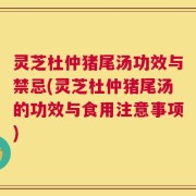 灵芝杜仲猪尾汤功效与禁忌(灵芝杜仲猪尾汤的功效与食用注意事项)