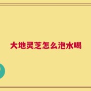 大地灵芝怎么泡水喝