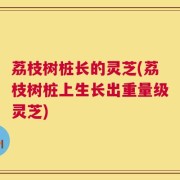 荔枝树桩长的灵芝(荔枝树桩上生长出重量级灵芝)