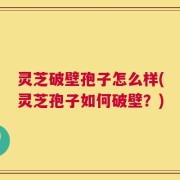 灵芝破壁孢子怎么样(灵芝孢子如何破壁？)
