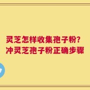 灵芝怎样收集孢子粉？冲灵芝孢子粉正确步骤