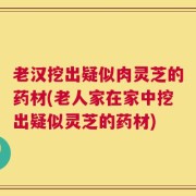 老汉挖出疑似肉灵芝的药材(老人家在家中挖出疑似灵芝的药材)