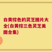 白黄棕色的灵芝图片大全(白黄棕三色灵芝美图合集)