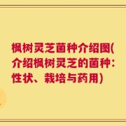 枫树灵芝菌种介绍图(介绍枫树灵芝的菌种：性状、栽培与药用)