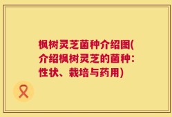 枫树灵芝菌种介绍图(介绍枫树灵芝的菌种：性状、栽培与药用)