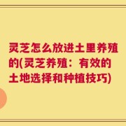 灵芝怎么放进土里养殖的(灵芝养殖：有效的土地选择和种植技巧)