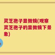 灵芝孢子显微镜(观察灵芝孢子的显微镜下景象)