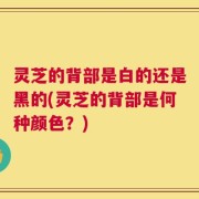 灵芝的背部是白的还是黑的(灵芝的背部是何种颜色？)