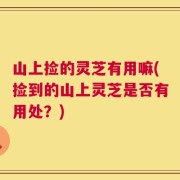 山上捡的灵芝有用嘛(捡到的山上灵芝是否有用处？)