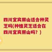四川宜宾屏山适合种灵芝吗(种植灵芝适合在四川宜宾屏山吗？)
