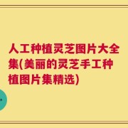 人工种植灵芝图片大全集(美丽的灵芝手工种植图片集精选)