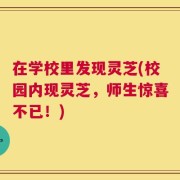 在学校里发现灵芝(校园内现灵芝，师生惊喜不已！)