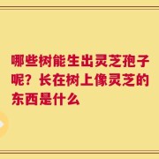 哪些树能生出灵芝孢子呢？长在树上像灵芝的东西是什么
