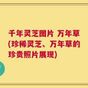 千年灵芝图片 万年草(珍稀灵芝、万年草的珍贵照片展现)
