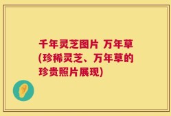 千年灵芝图片 万年草(珍稀灵芝、万年草的珍贵照片展现)