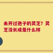 未开过孢子的灵芝？灵芝没长成是什么样