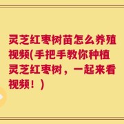 灵芝红枣树苗怎么养殖视频(手把手教你种植灵芝红枣树，一起来看视频！)