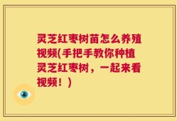 灵芝红枣树苗怎么养殖视频(手把手教你种植灵芝红枣树，一起来看视频！)