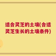 适合灵芝的土壤(合适灵芝生长的土壤条件)